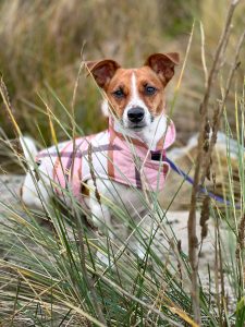 Puppy in pink jacket